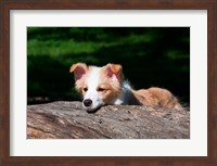 Framed Border Collie puppy dog looking over a log