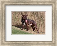Framed American Pitt Bull Terrier dog