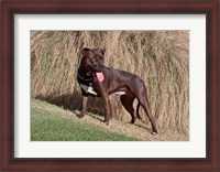 Framed American Pitt Bull Terrier dog