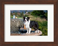 Framed Border Collie dog standing on a fountain