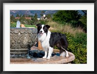 Framed Border Collie dog standing on a fountain