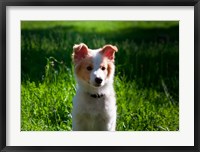 Framed Border Collie puppy dog in a field