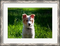 Framed Border Collie puppy dog in a field