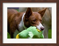 Framed USA, California McNab Shepherd at play