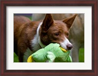 Framed USA, California McNab Shepherd at play