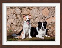 Framed pair of Border Collie dogs