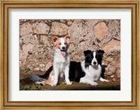 Framed pair of Border Collie dogs