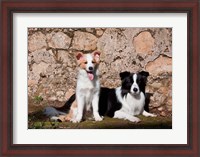 Framed pair of Border Collie dogs