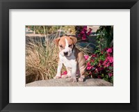 Framed American Pitt Bull Terrier puppy dog