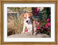 Framed American Pitt Bull Terrier puppy dog