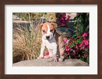 Framed American Pitt Bull Terrier puppy dog