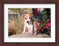 Framed American Pitt Bull Terrier puppy dog