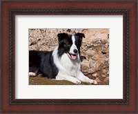 Framed Border Collie dog next to a rock wall