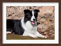 Framed Border Collie dog next to a rock wall