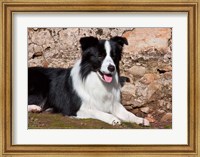 Framed Border Collie dog next to a rock wall