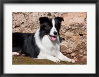 Framed Border Collie dog next to a rock wall