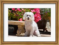 Framed USA, California Maltese sitting next to garden bench with flowers