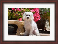 Framed USA, California Maltese sitting next to garden bench with flowers