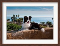 Framed Border Collie dog resting on a wall