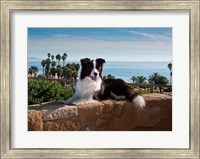 Framed Border Collie dog resting on a wall
