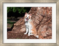 Framed Border Collie puppy dog