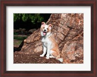 Framed Border Collie puppy dog