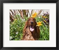 Framed Portrait of an Irish Setter sitting next to yellow flowers