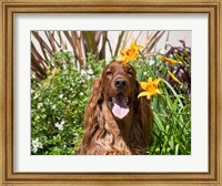 Framed Portrait of an Irish Setter sitting next to yellow flowers