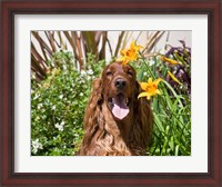 Framed Portrait of an Irish Setter sitting next to yellow flowers