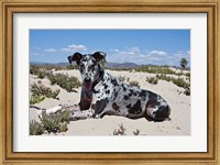 Framed Great Dane lying in the sand in Ventura, California