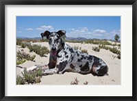 Framed Great Dane lying in the sand in Ventura, California