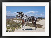 Framed Great Dane standing in sand at the Ventura Beach, California