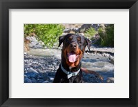 Framed USA, California Rottweiler smiling