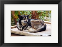 Framed Alaskan Husky dog, Denali Park, Alaska, USA