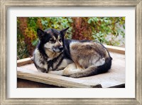 Framed Alaskan Husky dog, Denali Park, Alaska, USA