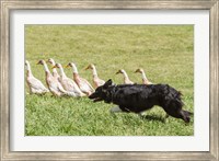 Framed Purebred Border Collie dog herding ducks