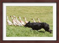 Framed Purebred Border Collie dog herding ducks