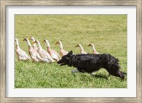 Framed Purebred Border Collie dog herding ducks