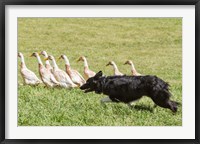 Framed Purebred Border Collie dog herding ducks