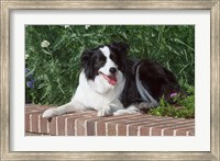 Framed Purebred Border Collie dog lying on wall