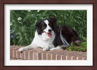 Framed Purebred Border Collie dog lying on wall