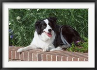 Framed Purebred Border Collie dog lying on wall