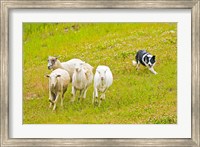 Framed Colorado, Summit County, Border Collie dog