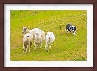 Framed Colorado, Summit County, Border Collie dog