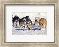 Framed Iditarod Dog Sled Racing through Streets of Anchorage, Alaska, USA