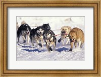 Framed Iditarod Dog Sled Racing through Streets of Anchorage, Alaska, USA