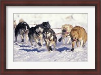 Framed Iditarod Dog Sled Racing through Streets of Anchorage, Alaska, USA