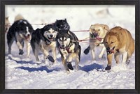 Framed Iditarod Dog Sled Racing through Streets of Anchorage, Alaska, USA