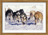 Framed Iditarod Dog Sled Racing through Streets of Anchorage, Alaska, USA