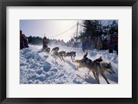 Framed Sled Dog Team Starting Their Run on Mt Chocorua, New Hampshire, USA
